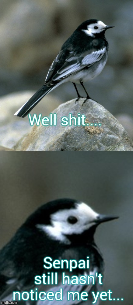 Clinically Depressed Pied Wagtail | Well shit.... Senpai still hasn't noticed me yet... | image tagged in clinically depressed pied wagtail | made w/ Imgflip meme maker