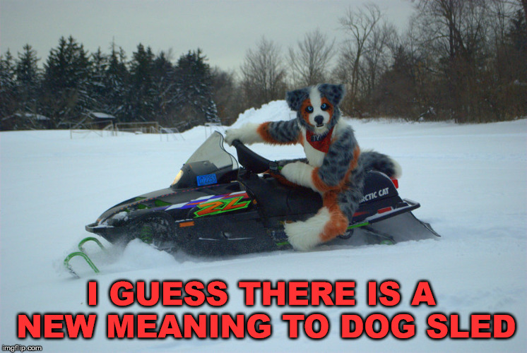 I think this team will the Iditarod race | I GUESS THERE IS A NEW MEANING TO DOG SLED | image tagged in meme,dog,sledding,snowmobile,funny,definition | made w/ Imgflip meme maker