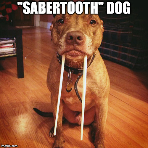 New dinosaur dog. | "SABERTOOTH" DOG | image tagged in meme,dinosaur,dog,cute dog,funny,teeth | made w/ Imgflip meme maker