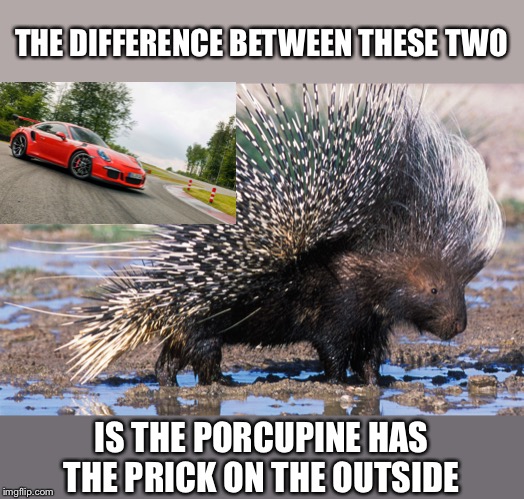 Porsche and a Porcupine  | THE DIFFERENCE BETWEEN THESE TWO; IS THE PORCUPINE HAS THE PRICK ON THE OUTSIDE | image tagged in porcupine,porsche | made w/ Imgflip meme maker