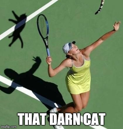 Grumpy Cat Tennis | THAT DARN CAT | image tagged in grumpy cat tennis | made w/ Imgflip meme maker