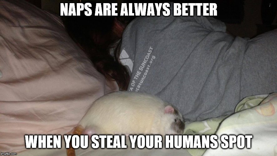 best spot on the bed |  NAPS ARE ALWAYS BETTER; WHEN YOU STEAL YOUR HUMANS SPOT | image tagged in sleeping beauty | made w/ Imgflip meme maker