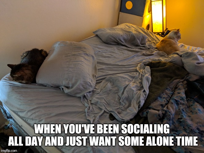 WHEN YOU'VE BEEN SOCIALING ALL DAY AND JUST WANT SOME ALONE TIME | image tagged in memes,cats | made w/ Imgflip meme maker