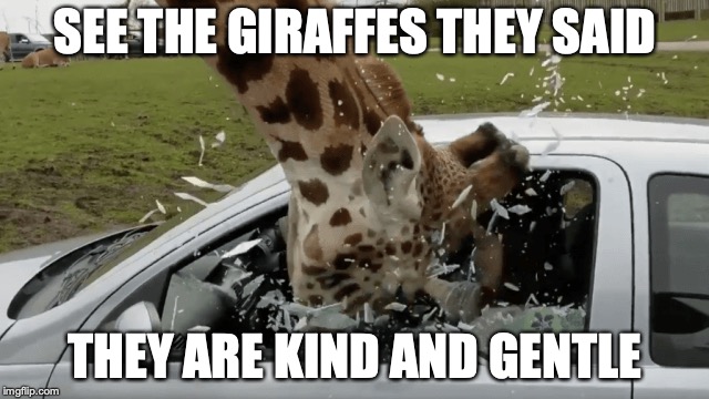 giraffe gaff | SEE THE GIRAFFES THEY SAID; THEY ARE KIND AND GENTLE | image tagged in animals,funny,giraffe | made w/ Imgflip meme maker