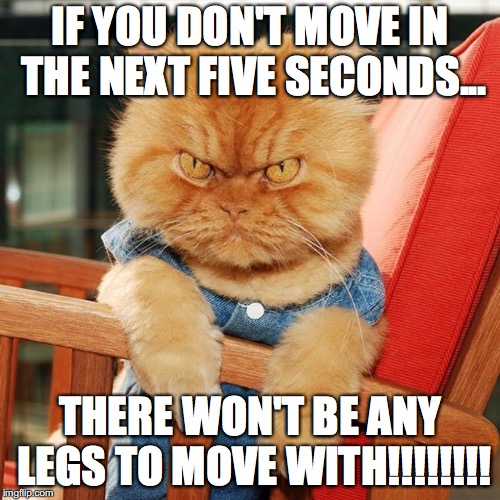 Garfi The Angry Cat | IF YOU DON'T MOVE IN THE NEXT FIVE SECONDS... THERE WON'T BE ANY LEGS TO MOVE WITH!!!!!!!! | image tagged in garfi the angry cat | made w/ Imgflip meme maker