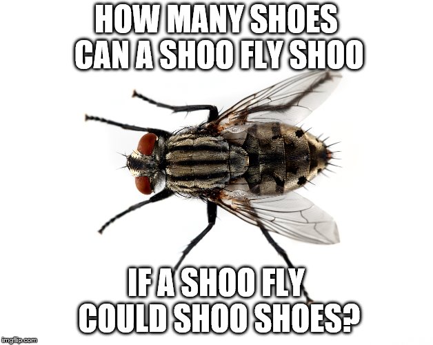 Shoo fly shoes | HOW MANY SHOES CAN A SHOO FLY SHOO; IF A SHOO FLY COULD SHOO SHOES? | image tagged in fly | made w/ Imgflip meme maker