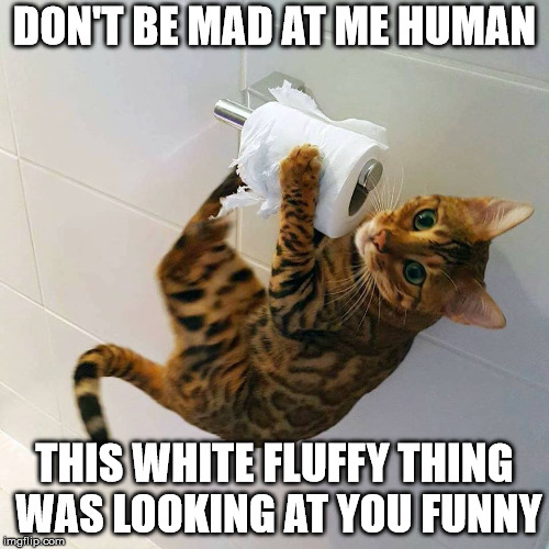 Cat stops toilet paper terror | DON'T BE MAD AT ME HUMAN; THIS WHITE FLUFFY THING WAS LOOKING AT YOU FUNNY | image tagged in funny cats,toilet paper,cats,humor,cute cat | made w/ Imgflip meme maker