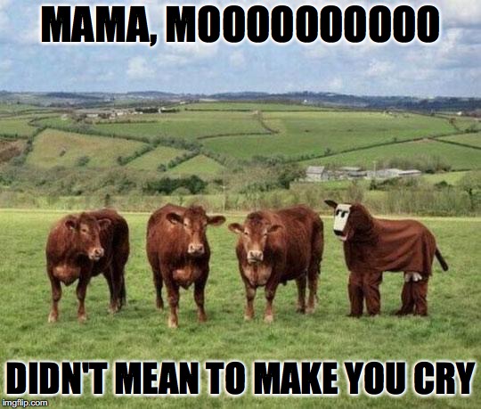 Funny cows | MAMA, MOOOOOOOOOO DIDN'T MEAN TO MAKE YOU CRY | image tagged in funny cows | made w/ Imgflip meme maker
