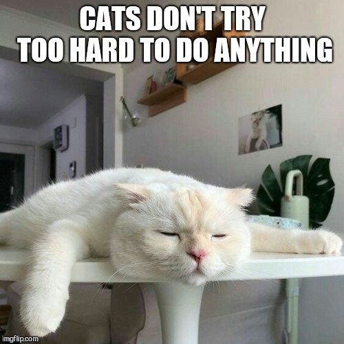 CATS DON'T TRY TOO HARD TO DO ANYTHING | made w/ Imgflip meme maker