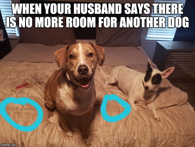 WHEN YOUR HUSBAND SAYS THERE IS NO MORE ROOM FOR ANOTHER DOG | image tagged in no room for dogs | made w/ Imgflip meme maker