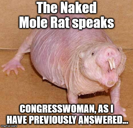 naked mole rat | The Naked Mole Rat speaks; CONGRESSWOMAN, AS I HAVE PREVIOUSLY ANSWERED... | image tagged in naked mole rat | made w/ Imgflip meme maker