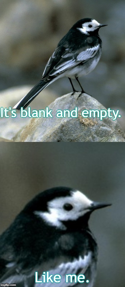 Clinically Depressed Pied Wagtail | It's blank and empty. Like me. | image tagged in clinically depressed pied wagtail | made w/ Imgflip meme maker