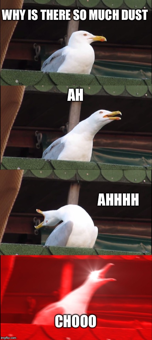 Inhaling Seagull Meme | WHY IS THERE SO MUCH DUST; AH; AHHHH; CHOOO | image tagged in memes,inhaling seagull | made w/ Imgflip meme maker