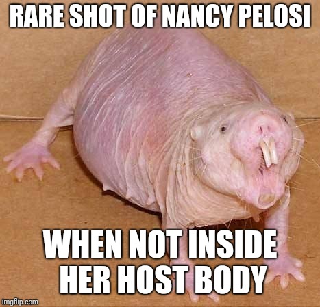 Nancy Mole Crab | RARE SHOT OF NANCY PELOSI; WHEN NOT INSIDE HER HOST BODY | image tagged in naked mole rat,politics,nancy pelosi,demon | made w/ Imgflip meme maker