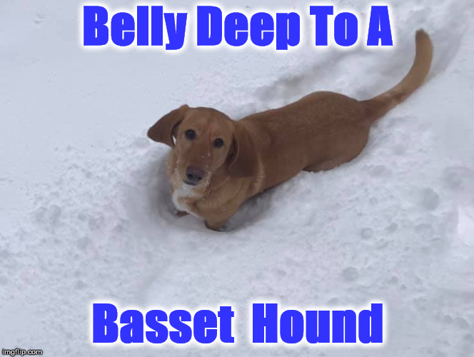 Belly Deep To A; Basset  Hound | image tagged in izzy | made w/ Imgflip meme maker