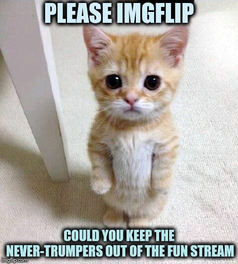 This is getting annoying | PLEASE IMGFLIP; COULD YOU KEEP THE NEVER-TRUMPERS OUT OF THE FUN STREAM | image tagged in memes,cute cat,nevertrump,boring,brainwashing,party of haters | made w/ Imgflip meme maker