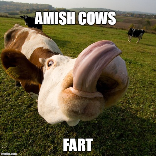 AMISH COWS FART | made w/ Imgflip meme maker