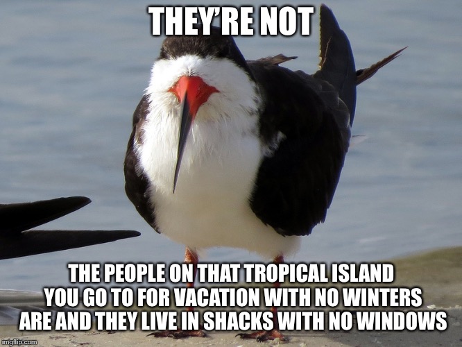 Even Less Popular Opinion Bird | THEY’RE NOT THE PEOPLE ON THAT TROPICAL ISLAND YOU GO TO FOR VACATION WITH NO WINTERS ARE AND THEY LIVE IN SHACKS WITH NO WINDOWS | image tagged in even less popular opinion bird | made w/ Imgflip meme maker