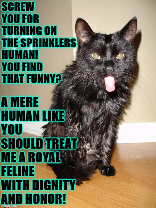 SCREW YOU FOR TURNING ON THE SPRINKLERS HUMAN! YOU FIND THAT FUNNY? A MERE HUMAN LIKE YOU SHOULD TREAT ME A ROYAL FELINE WITH DIGNITY AND HONOR! | image tagged in cattitude | made w/ Imgflip meme maker