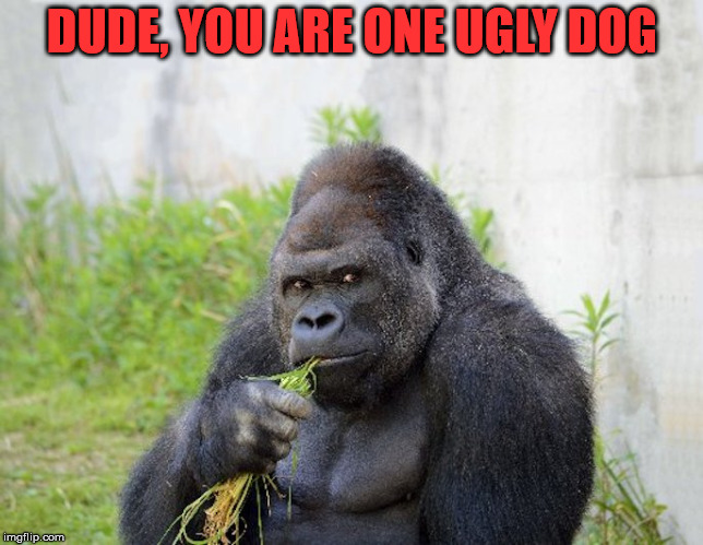 DUDE, YOU ARE ONE UGLY DOG | image tagged in sexy monkey memes gorilla | made w/ Imgflip meme maker