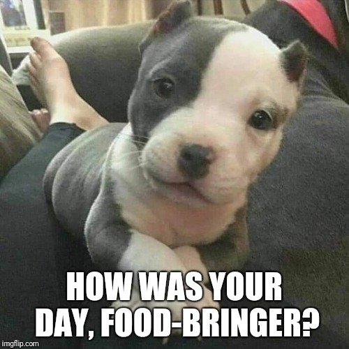 I'd really like to know... when's dinner? | HOW WAS YOUR DAY, FOOD-BRINGER? | image tagged in pit puppy interested,memes,food,cute puppies | made w/ Imgflip meme maker