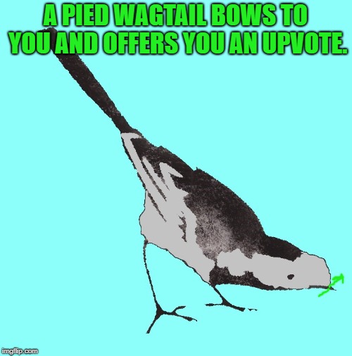 A PIED WAGTAIL BOWS TO YOU AND OFFERS YOU AN UPVOTE. | made w/ Imgflip meme maker