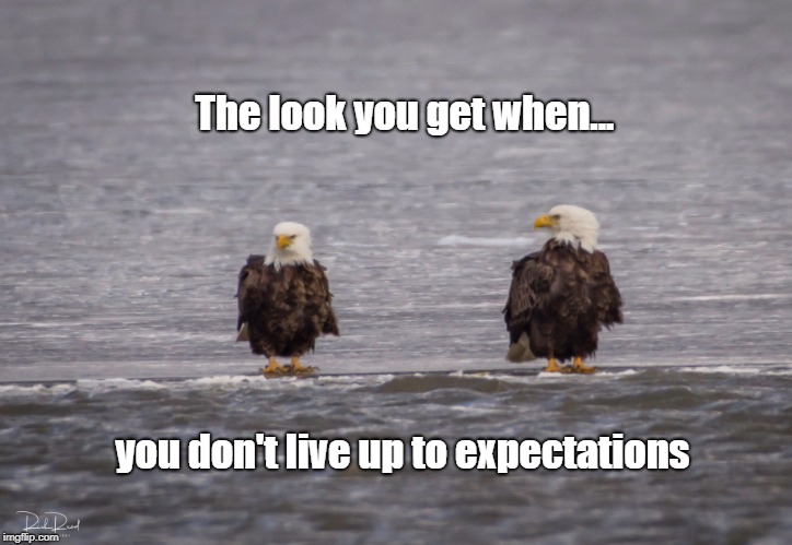 The Look you Get | The look you get when... you don't live up to expectations | image tagged in expectations,bald eagle | made w/ Imgflip meme maker
