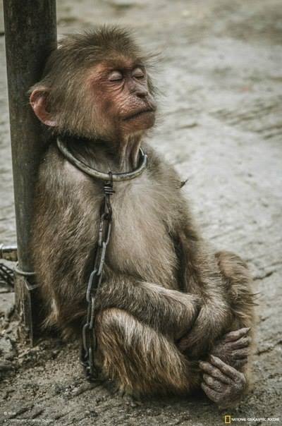 High Quality Chained Monkey Blank Meme Template