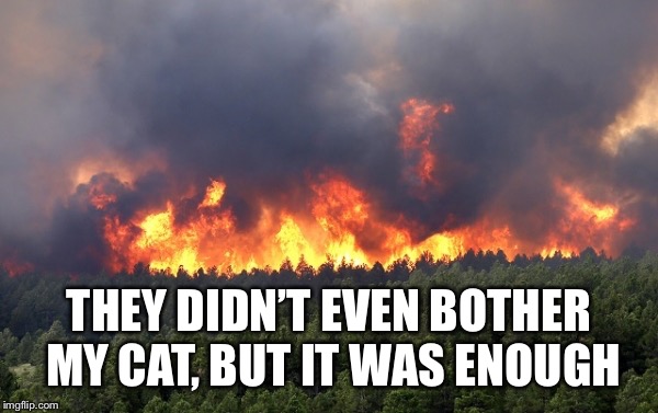 Forest fire | THEY DIDN’T EVEN BOTHER MY CAT, BUT IT WAS ENOUGH | image tagged in forest fire | made w/ Imgflip meme maker