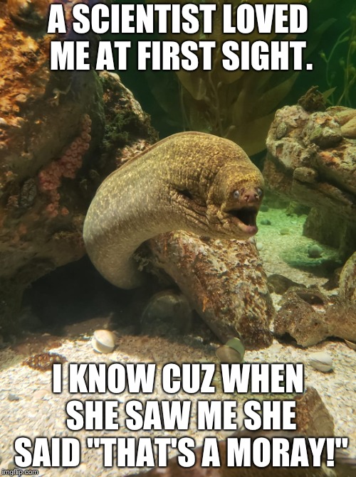 A SCIENTIST LOVED ME AT FIRST SIGHT. I KNOW CUZ WHEN SHE SAW ME SHE SAID "THAT'S A MORAY!" | image tagged in eel | made w/ Imgflip meme maker