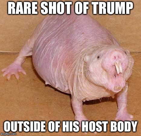 naked mole rat | RARE SHOT OF TRUMP; OUTSIDE OF HIS HOST BODY | image tagged in naked mole rat | made w/ Imgflip meme maker