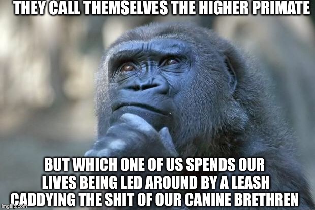 The thinking gorilla | THEY CALL THEMSELVES THE HIGHER PRIMATE; BUT WHICH ONE OF US SPENDS OUR LIVES BEING LED AROUND BY A LEASH CADDYING THE SHIT OF OUR CANINE BRETHREN | image tagged in the thinking gorilla | made w/ Imgflip meme maker