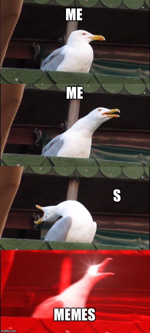 Inhaling Seagull | ME; ME; S; MEMES | image tagged in memes,inhaling seagull | made w/ Imgflip meme maker