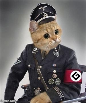 Grammar Nazi Cat | S | image tagged in grammar nazi cat | made w/ Imgflip meme maker