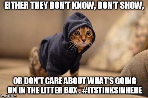 Cats in dat Hood  | EITHER THEY DON'T KNOW, DON'T SHOW, OR DON'T CARE ABOUT WHAT'S GOING ON IN THE LITTER BOX . #ITSTINKSINHERE | image tagged in memes,hoody cat,cats,funny memes,movies | made w/ Imgflip meme maker