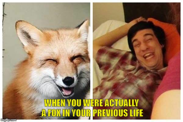 Reincarnation  | WHEN YOU WERE ACTUALLY A FOX IN YOUR PREVIOUS LIFE | image tagged in reincarnation,funny,funny animals,meme faces | made w/ Imgflip meme maker