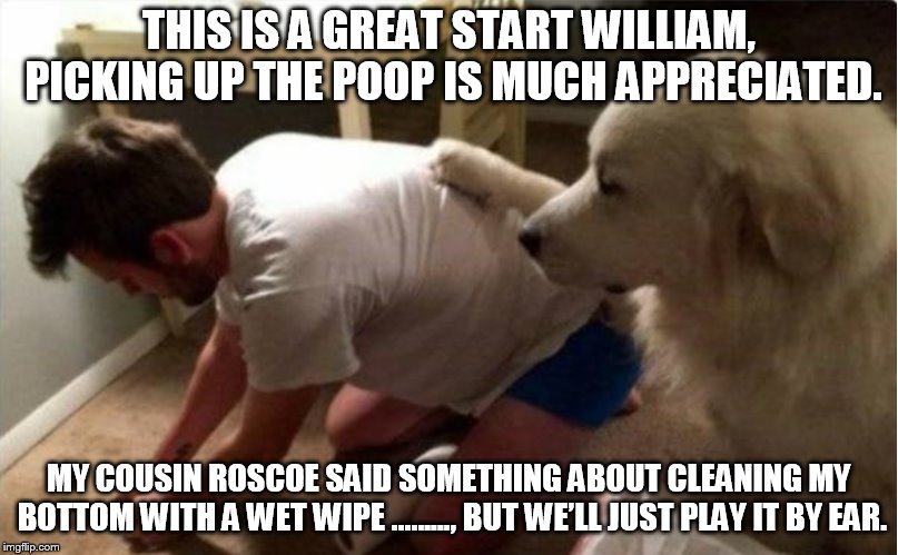 THIS IS A GREAT START WILLIAM, PICKING UP THE POOP IS MUCH APPRECIATED. MY COUSIN ROSCOE SAID SOMETHING ABOUT CLEANING MY BOTTOM WITH A WET WIPE ………, BUT WE’LL JUST PLAY IT BY EAR. | image tagged in dogs | made w/ Imgflip meme maker
