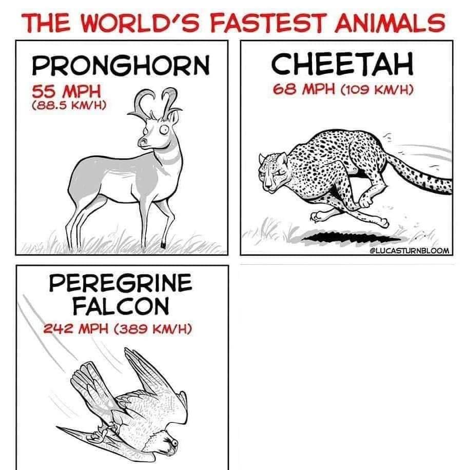 The world's fastest animals Blank Meme Template