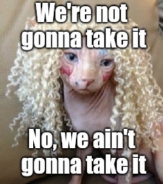 Twisted catster | We're not gonna take it; No, we ain't gonna take it | image tagged in twisted sister,cats,funny memes,justjeff | made w/ Imgflip meme maker