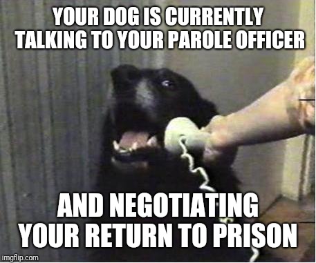 Yes this is dog | YOUR DOG IS CURRENTLY TALKING TO YOUR PAROLE OFFICER AND NEGOTIATING YOUR RETURN TO PRISON | image tagged in yes this is dog | made w/ Imgflip meme maker