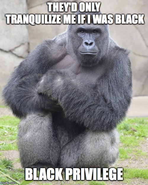 Harambe | THEY'D ONLY TRANQUILIZE ME IF I WAS BLACK; BLACK PRIVILEGE | image tagged in harambe | made w/ Imgflip meme maker