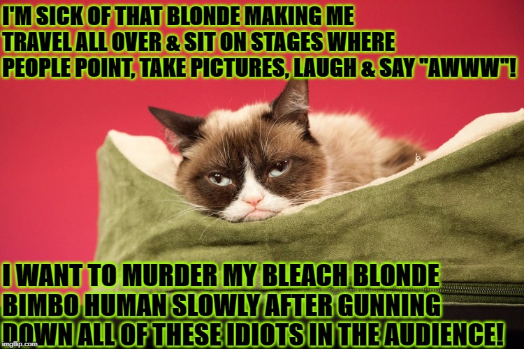I'M SICK OF THAT BLONDE MAKING ME TRAVEL ALL OVER & SIT ON STAGES WHERE PEOPLE POINT, TAKE PICTURES, LAUGH & SAY "AWWW"! I WANT TO MURDER MY BLEACH BLONDE BIMBO HUMAN SLOWLY AFTER GUNNING DOWN ALL OF THESE IDIOTS IN THE AUDIENCE! | image tagged in these idiots | made w/ Imgflip meme maker