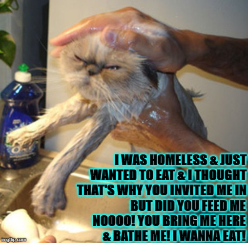 I WAS HOMELESS & JUST WANTED TO EAT & I THOUGHT THAT'S WHY YOU INVITED ME IN; BUT DID YOU FEED ME NOOOO! YOU BRING ME HERE & BATHE ME! I WANNA EAT! | image tagged in i want to eat | made w/ Imgflip meme maker