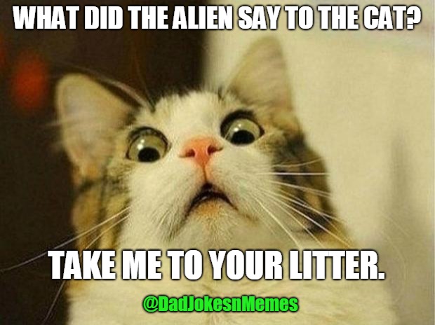 Scared Cat Meme | WHAT DID THE ALIEN SAY TO THE CAT? TAKE ME TO YOUR LITTER. @DadJokesnMemes | image tagged in memes,scared cat | made w/ Imgflip meme maker