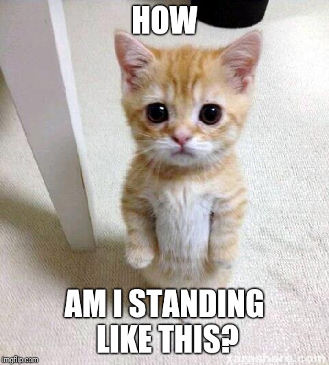 Cute Cat | HOW; AM I STANDING LIKE THIS? | image tagged in memes,cute cat | made w/ Imgflip meme maker