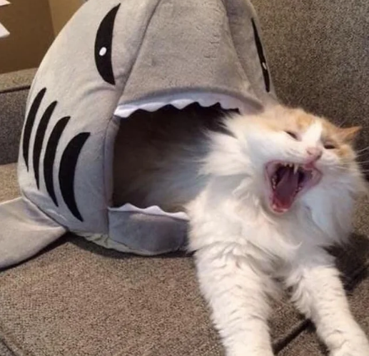 High Quality shark eating cat Blank Meme Template