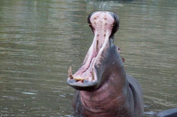 Hippo Mouth Open | LOL | image tagged in hippo mouth open | made w/ Imgflip meme maker