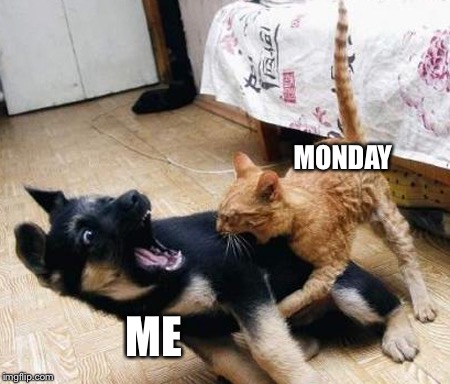 dog cat fight | MONDAY; ME | image tagged in dog cat fight | made w/ Imgflip meme maker
