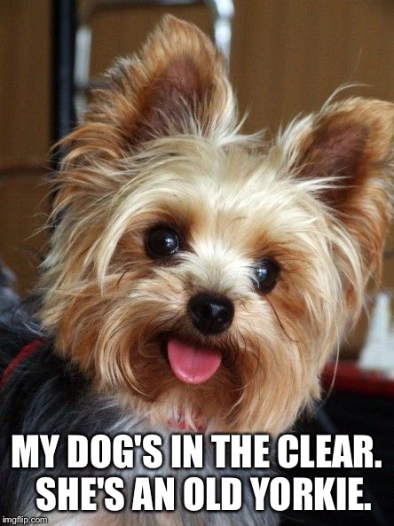 yorkie | MY DOG'S IN THE CLEAR.  SHE'S AN OLD YORKIE. | image tagged in yorkie | made w/ Imgflip meme maker