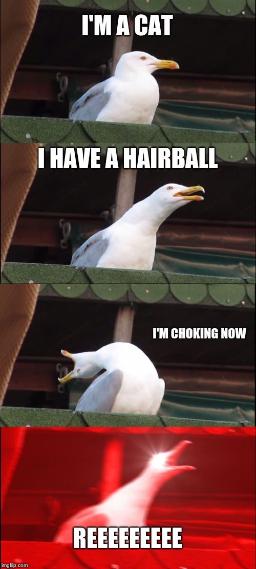 Inhaling Seagull | I'M A CAT; I HAVE A HAIRBALL; I'M CHOKING NOW; REEEEEEEEE | image tagged in memes,inhaling seagull | made w/ Imgflip meme maker